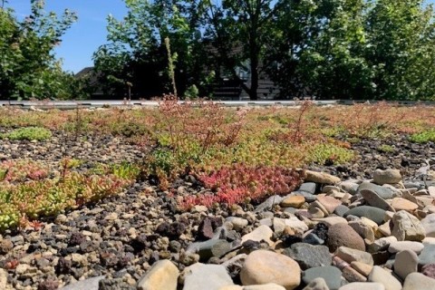 Klimaschutztipp: Dachbegrünung für ein besseres Stadtklima